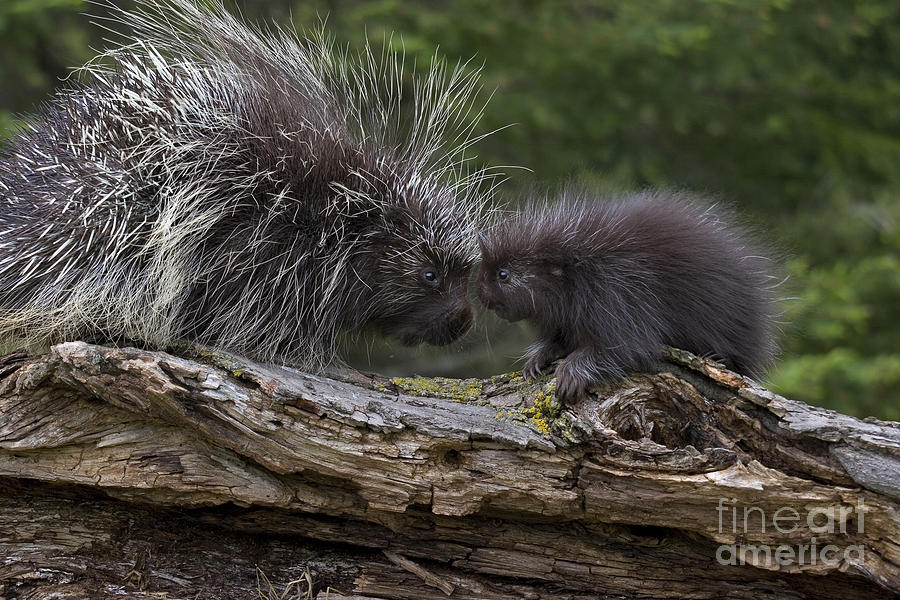 Porcupines #2 Photograph by Linda Freshwaters Arndt