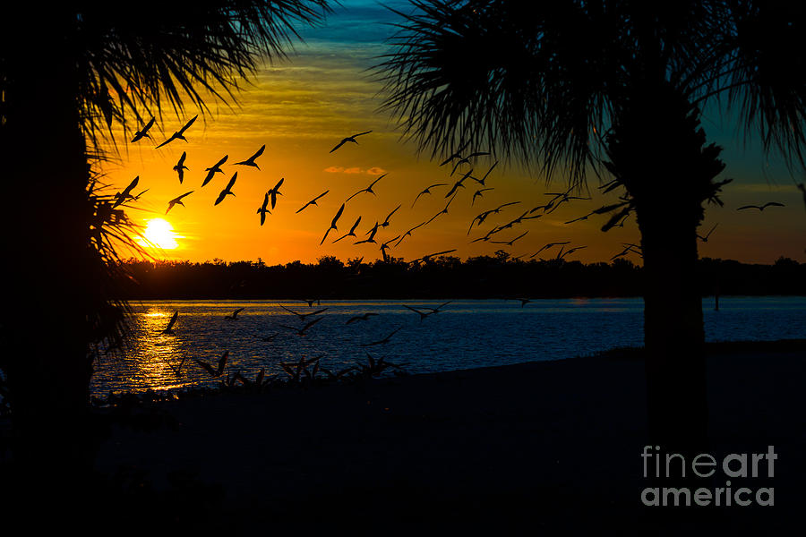 Port Charlotte Beach Sunset in January #3 Photograph by Anne Kitzman