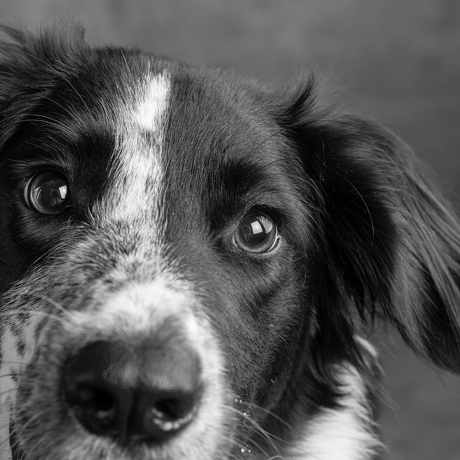 Portrait Of A Border Collie Mix Dog Photograph by Animal Images - Fine ...