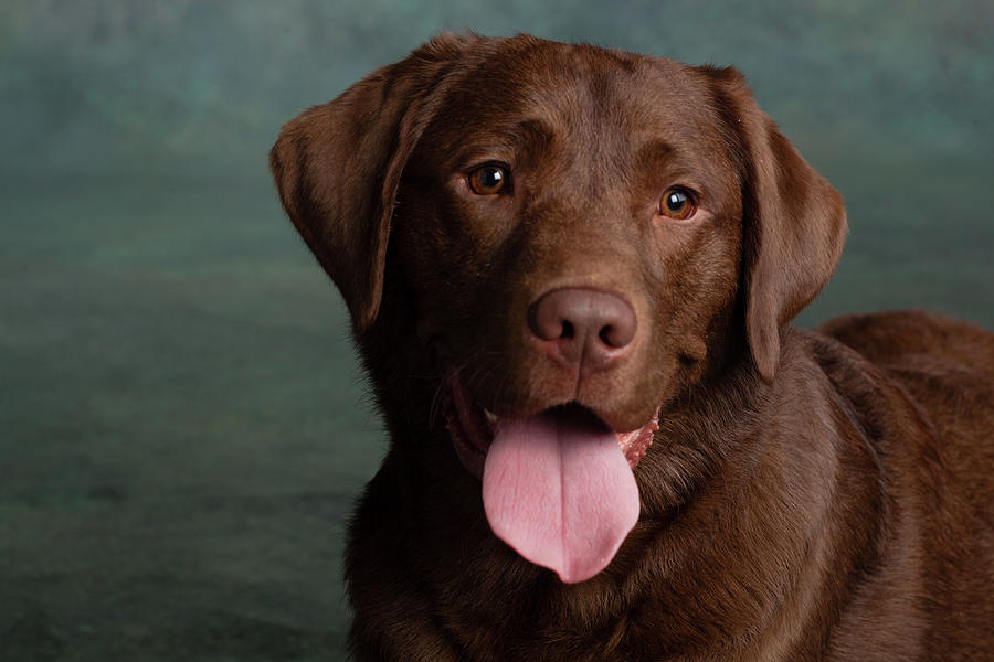 Portrait Of A Chocolate Labrador Dog #2 Photograph by Animal Images