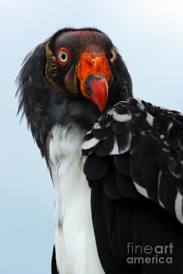 Portrait of a king vulture #3 Photograph by Nick  Biemans