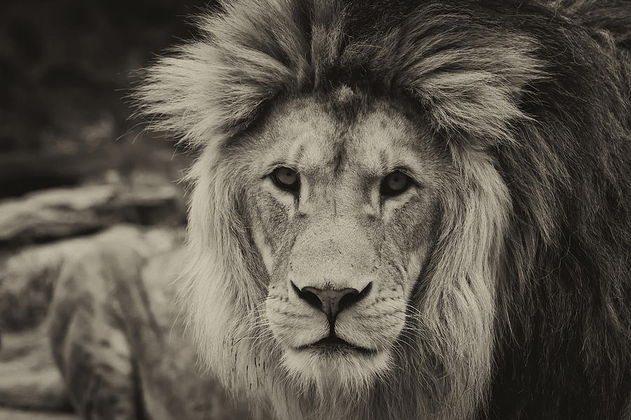 Portrait Of A Lion Photograph By Jaroslav Frank - Fine Art America