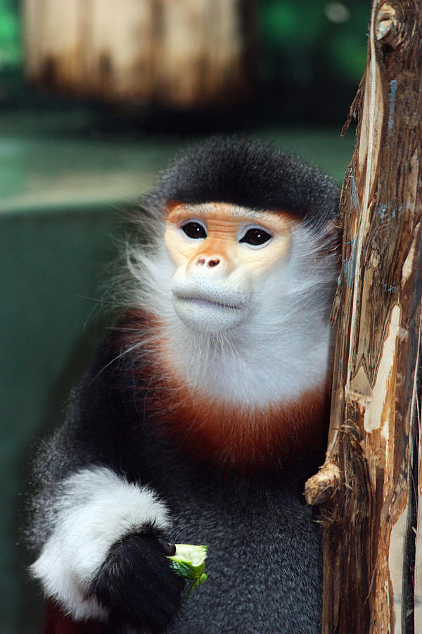 Portrait of a Monkey Photograph by Trina  Ansel
