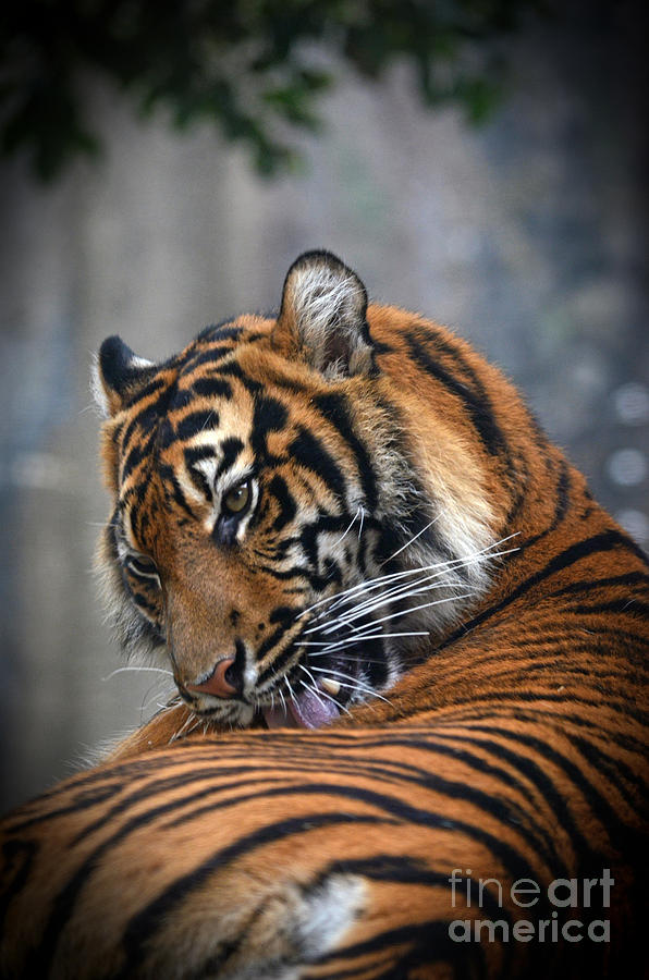 Portrait of a Tiger #3 Photograph by Jim Fitzpatrick