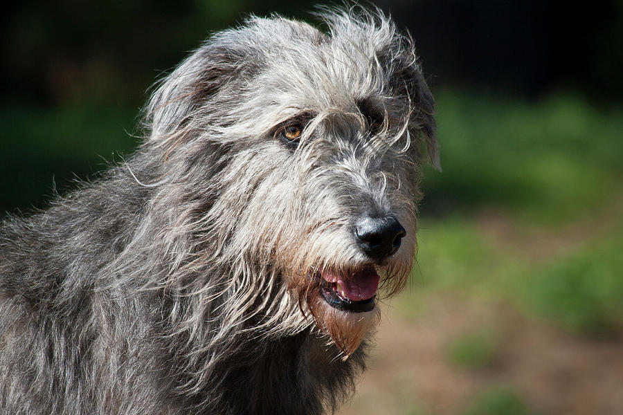 Portrait Of An Irish Wolfhound Photograph by Zandria Muench Beraldo