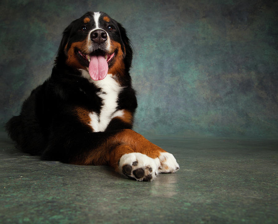 Bernese Mountain Dog  Photograph - Portrait Of Bernese Mountain Dog #2 by Animal Images