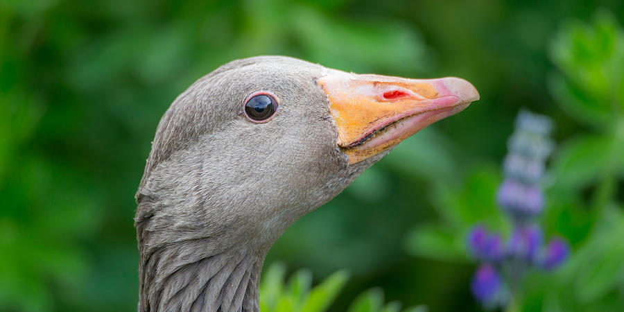 Bird Photograph - Portrait Of Greylag Goose, Iceland #2 by Panoramic Images