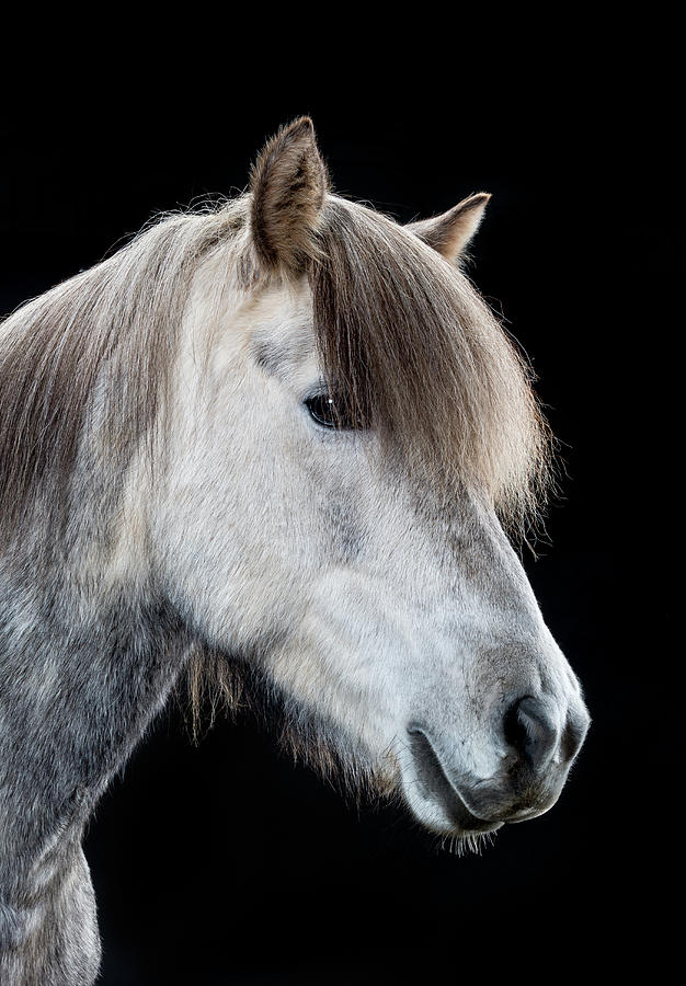 Portrait Of Icelandic Horse Iceland Photograph By Arctic Images Fine