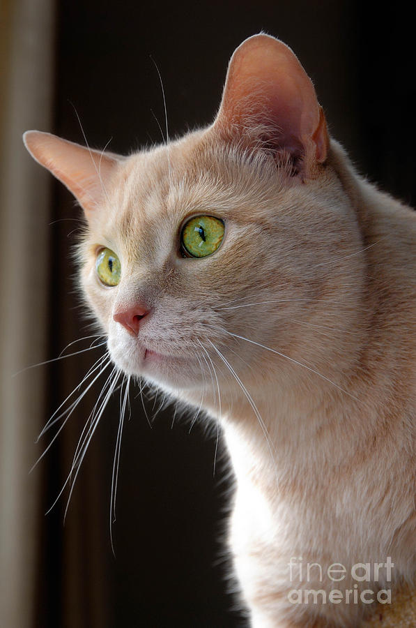 Cat Photograph - Portrait Orange Tabby Cat #2 by Amy Cicconi