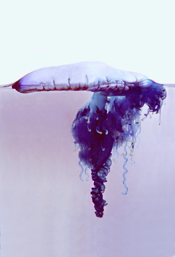 Nature Photograph - Portuguese Man-o-war (physalia Utriculus) #2 by Dennis Kunkel Microscopy/science Photo Library
