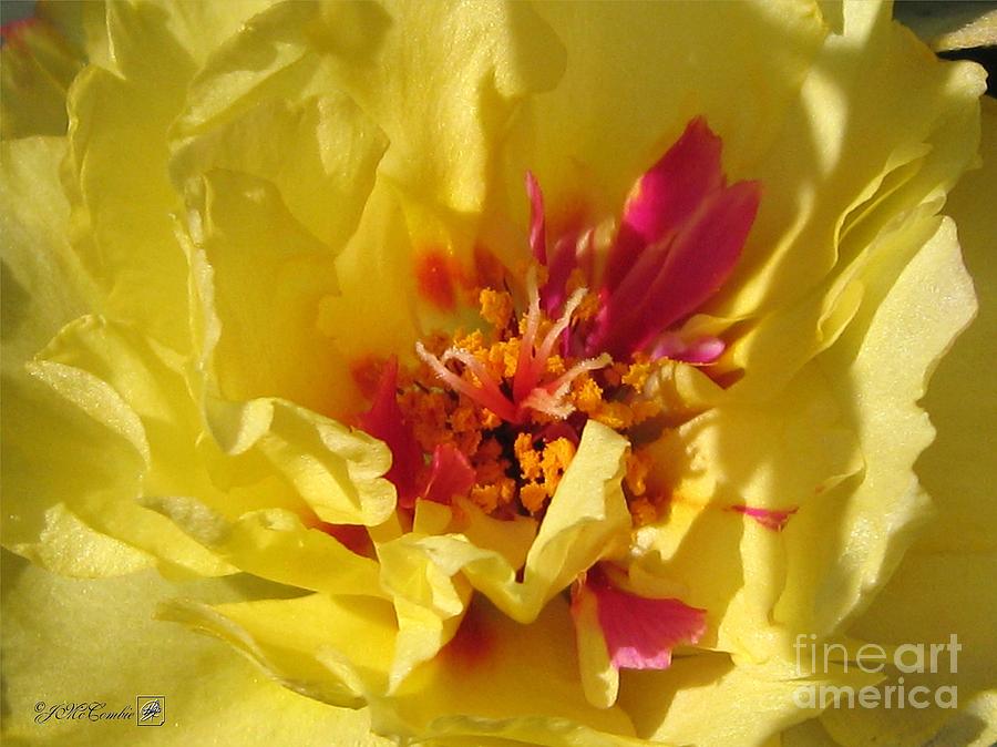 Portulaca named Happy Hour Banana #2 Photograph by J McCombie