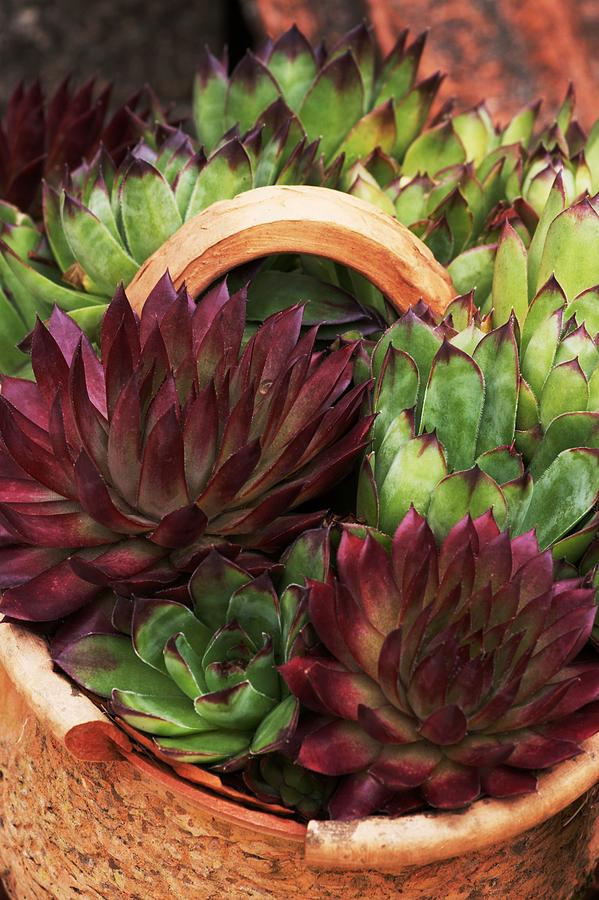 Pot Of Succulents #2 Photograph by Brian Gadsby/science Photo Library