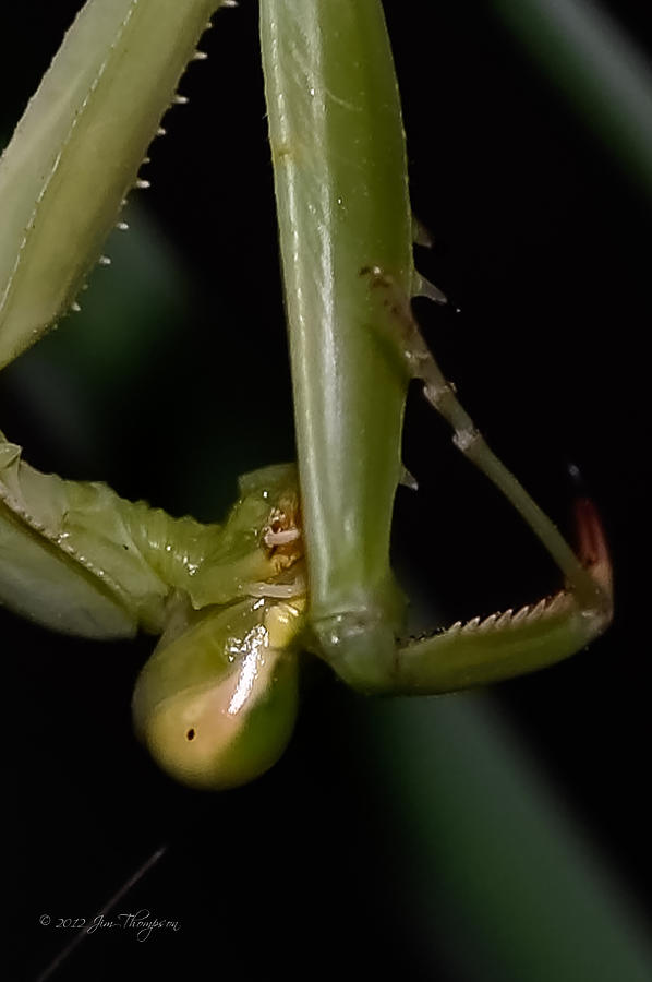 Praying Mantis #1 Photograph by Jim Thompson