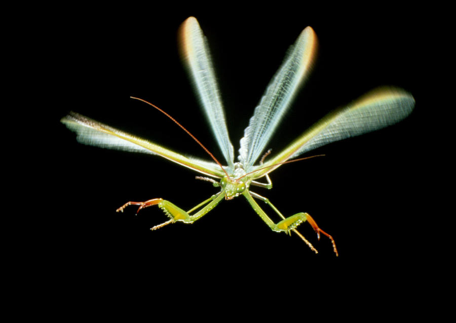 Praying Mantis #2 Photograph by Perennou Nuridsany