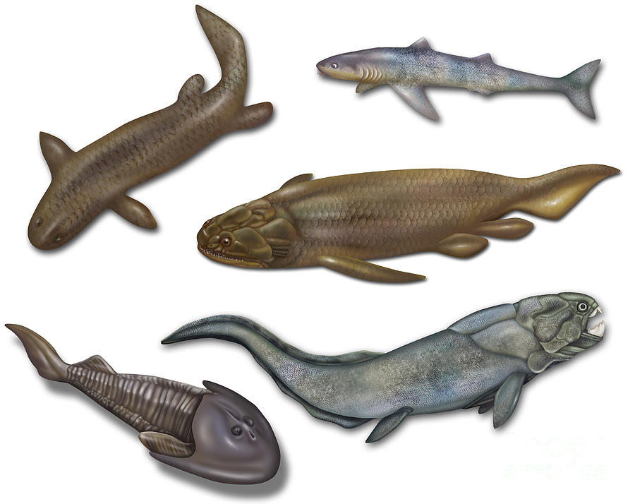 Prehistoric Fishes, Illustration #2 Photograph by Gwen Shockey