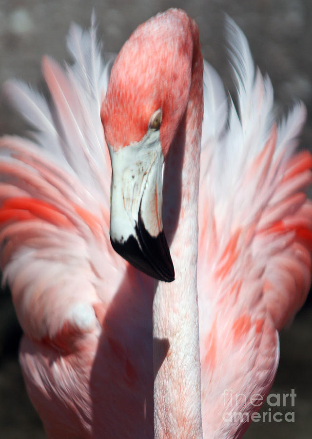 Pretty Flamingo #2 Photograph by Sheryl Unwin