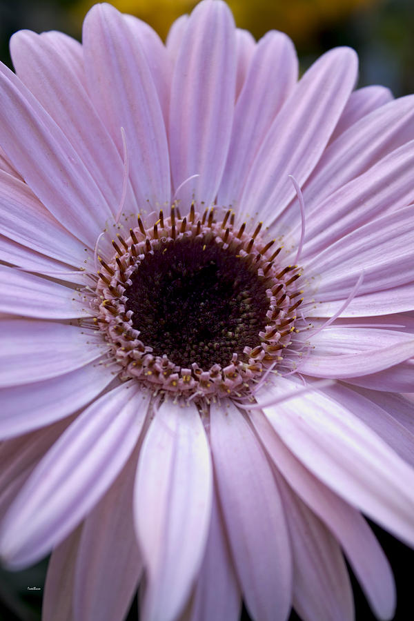 Pretty Gerbera Daisy #2 Photograph by Ivete Basso Photography