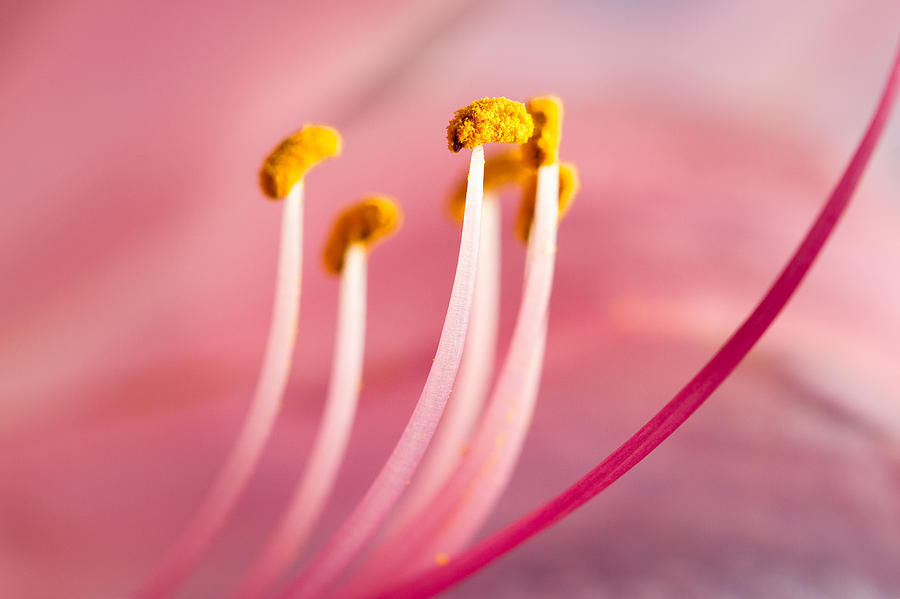 Pretty In Pink Photograph by Annette Hugen