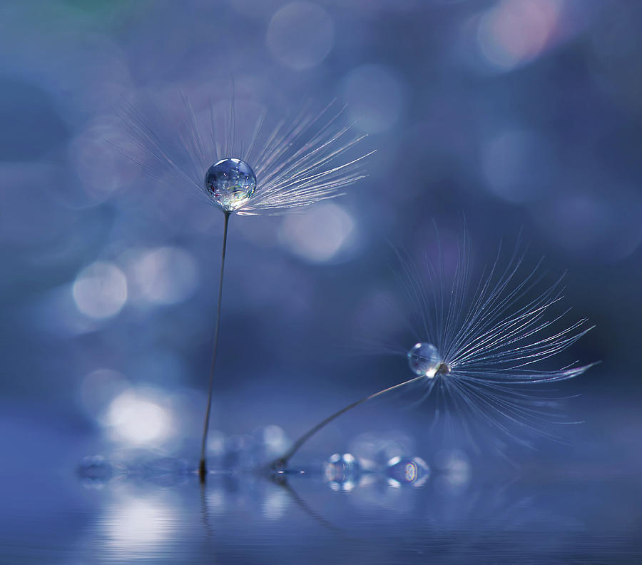 Macro Photograph - Prism Of Life... by Juliana Nan Macro Photograph - Prism Of Life... by Juliana Nan