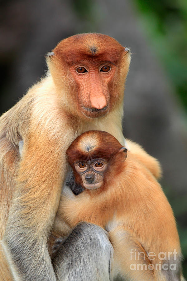 Nature Photograph - Proboscis Monkey And Baby #2 by Sohns/Okapia