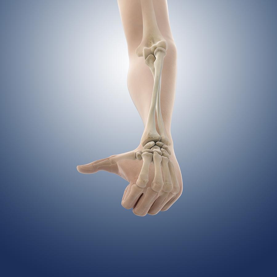 Elbow Photograph - Pronation of the forearm, artwork #2 by Science Photo Library