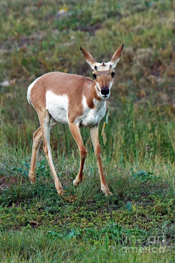 Pronghorn #2 Photograph by Fred Stearns