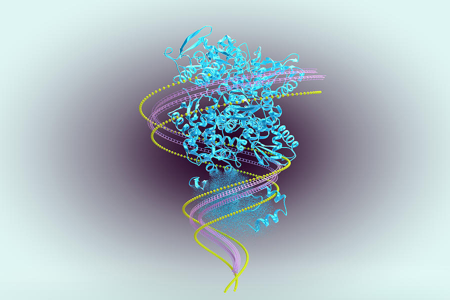 Protein Catabolism, Illustration #2 Photograph by Ella Marus Studio