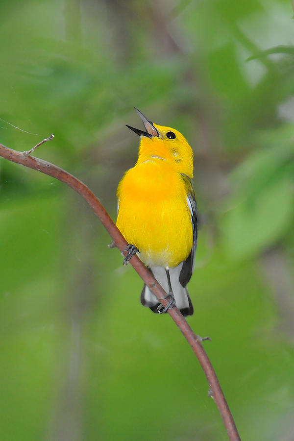Prothonotary Warbler #2 Photograph by Alan Lenk