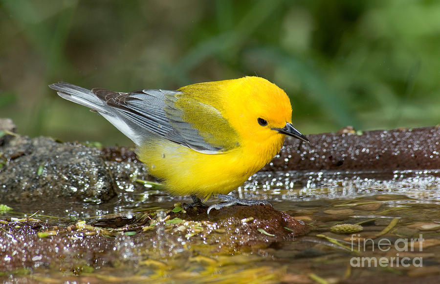 Warbler Photograph - Prothonotary Warbler #2 by Anthony Mercieca