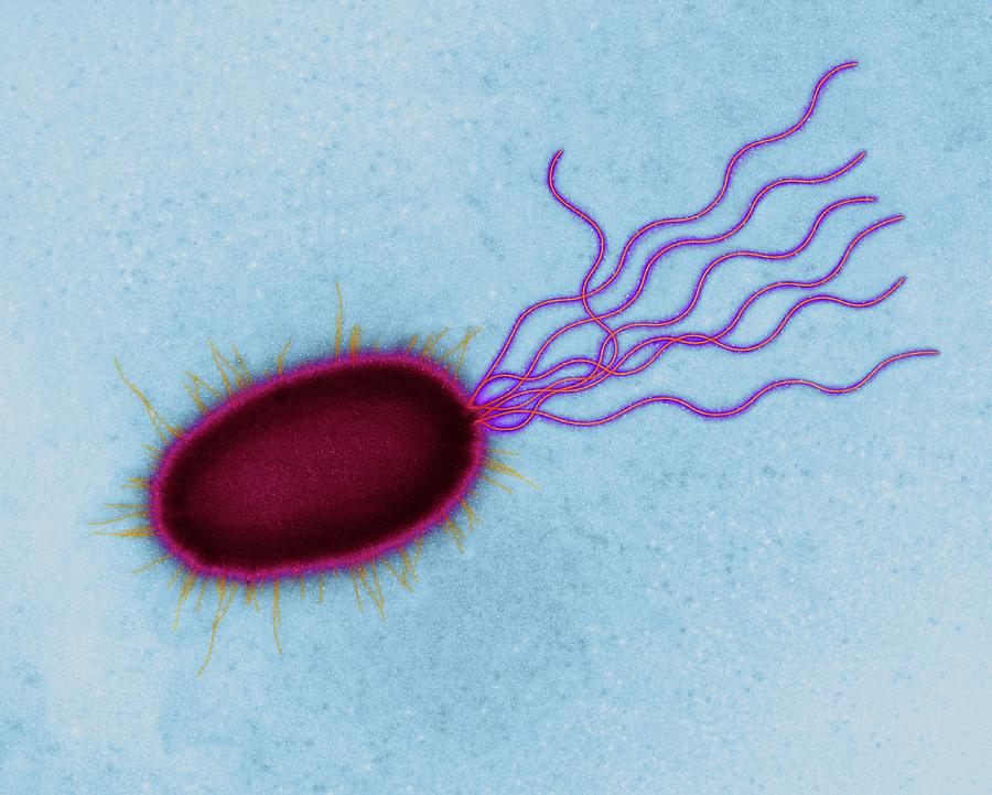 Pseudomonas Sp Bacterium 2 Photograph By Dennis Kunkel Microscopyscience Photo Library Pixels 