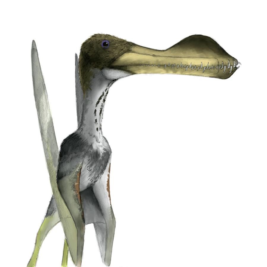 Pterosaur #2 Photograph by Mark P. Witton/science Photo Library