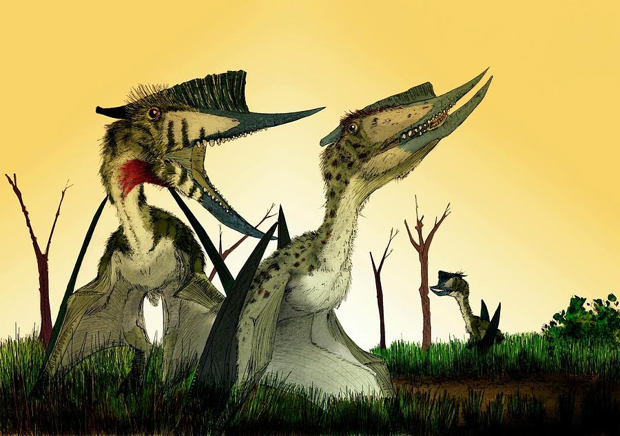 Pterosaur size comparison, illustration - Stock Image - C027/5871 - Science  Photo Library