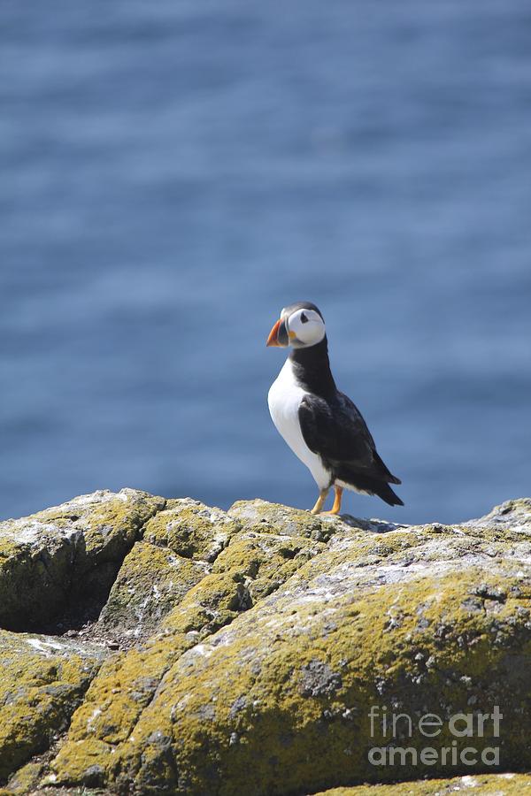 Puffin #1 Photograph by David Grant