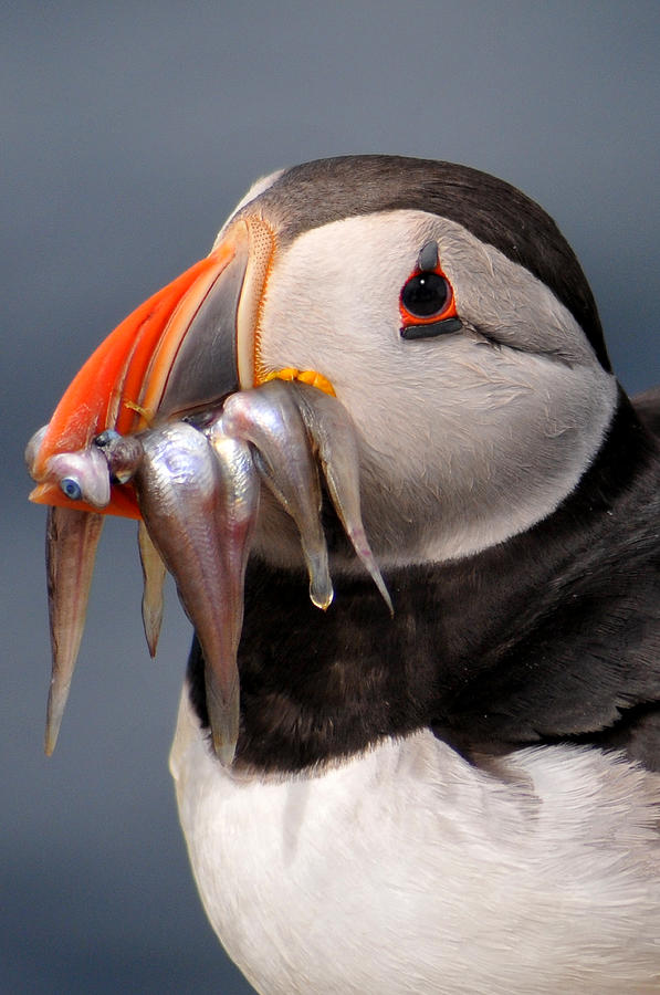 Puffin Photograph - Puffin #2 by Rachel  Slater