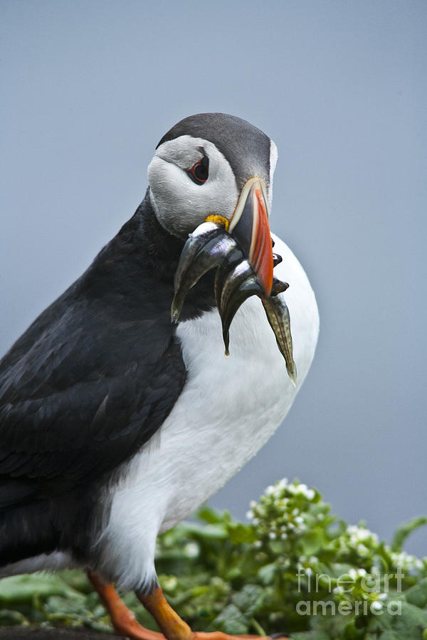 Puffin with lots of fish Photograph by Heiko Koehrer-Wagner