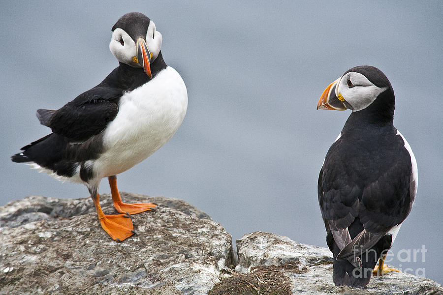 Two Puffins looking to each other Photograph by Heiko Koehrer-Wagner