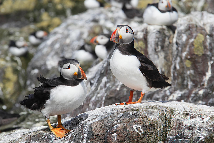 Puffin Photograph - Puffins #2 by Traci Law