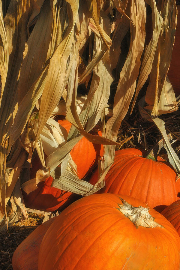 Halloween Photograph - Pumpkin Harvest #2 by Joann Vitali