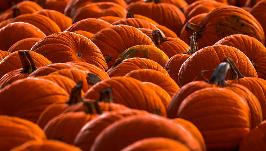 Pumpkin Patch #2 Photograph by Brian Stevens