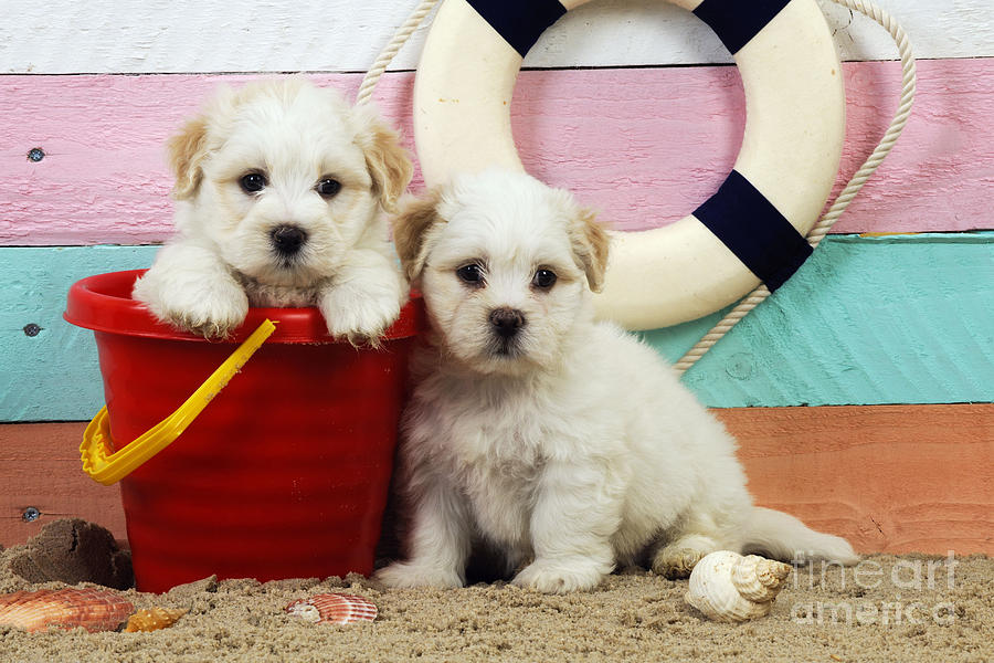 Dog Photograph - Puppy Dogs At The Beach #2 by John Daniels