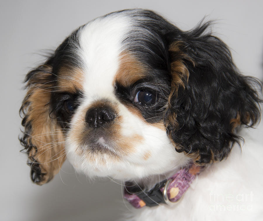 Puppy Portrait Photograph by Jeannette Hunt