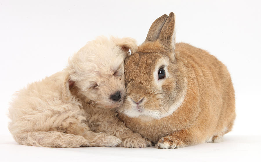 Puppy With Rabbit #3 Photograph by Mark Taylor