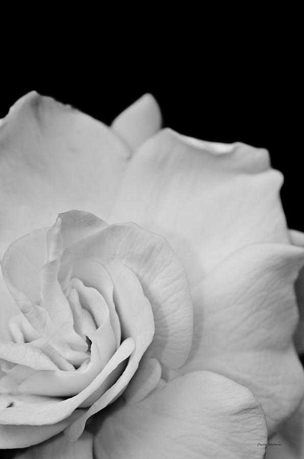 Black and White Flower Photograph by Crystal Wightman