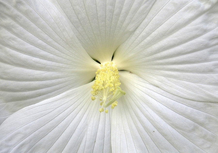 Flower Photograph - Pure #1 by Tom Druin
