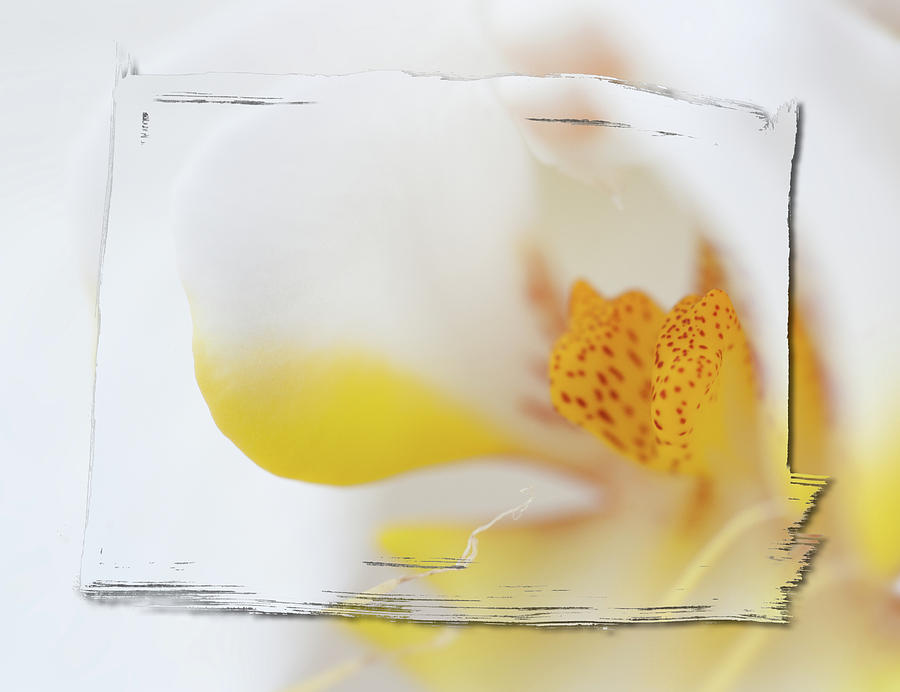 Orchid Photograph - Pure White #2 by Sebastian Musial