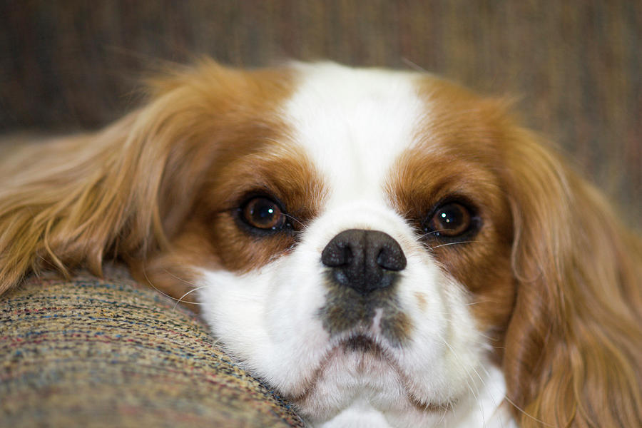 Purebred Cavalier King Charles Spaniel Photograph by Piperanne ...