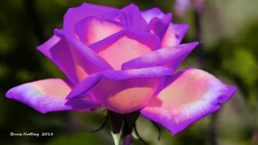 Purple and Pink Rose #2 Painting by Bruce Nutting
