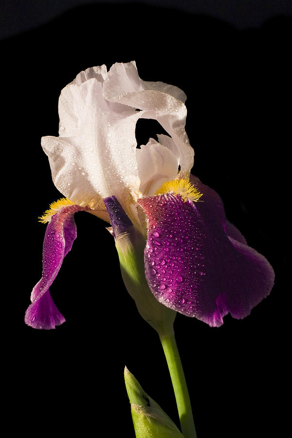 Purple And White Bearded Iris #2 Photograph by Keith Webber Jr