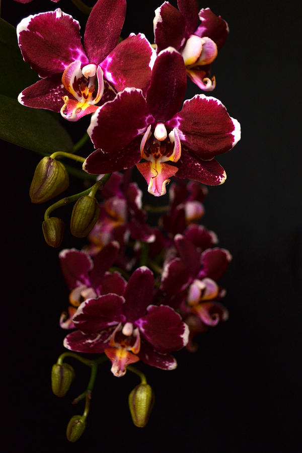 Purple and White Orchid Photograph by David Hohmann - Pixels