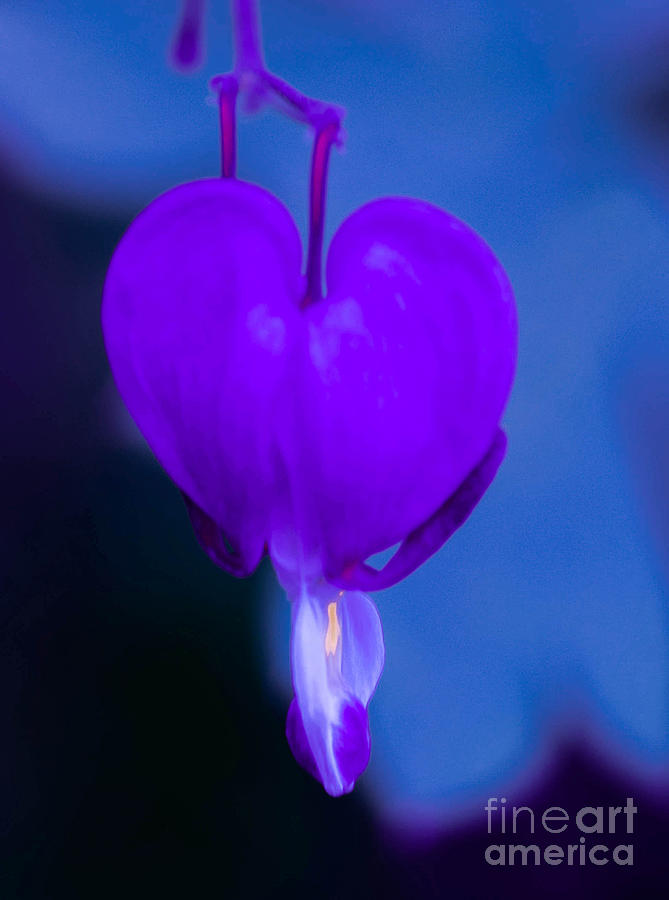 Purple Bleeding Heart Flower Photograph